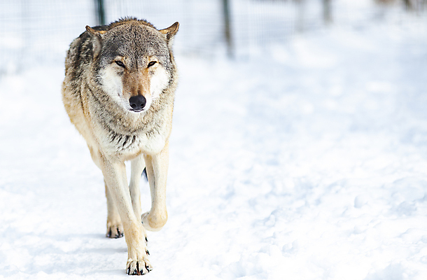 포토 JPG 해외이미지 동물 응시 남자 얼굴 야생동물 캐나다 겨울 포유류 자연 생물 털 성인 사람없음 야외 미국 회색 추위 흰색 황무지 개 숲 위험 모피 흰배경 육식동물 팩 북쪽 늑대 송곳니 내추럴 고립 수목 겨울풍경 해외202004 해외포토 시선 계절 컬러 백그라운드 컨셉 북아메리카 사람 풍경 신체부위 화장품 치아 방향 생태계 파일형식 이미지허브
