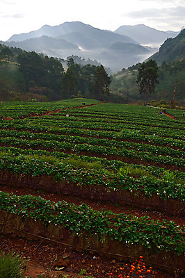 포토 JPG 해외이미지 나무 식물 구름 계절 열매 문화 겨울 패턴 밭 농업 과일 태국 자연 딸기 아침 불꽃 산 풍경 경사 사람없음 야외 초록색 빛 햇빛 태양 농장 일출 정원 계곡 추위 수확 안개 신선 숲 오두막 언덕 장면 밭일 줄서기 해외202004 해외포토 주간 자연요소 산업 아시아 컬러 무늬 모션 불 날씨 노을 생태계 파일형식 이미지허브