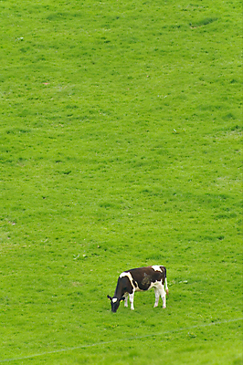 포토 JPG 해외이미지 동물 1 밭 농업 포유류 자연 하늘 풍경 사람없음 옆모습 초록색 파란색 농장 농경지 검은색 가축 목장 소고기 우유 흰색 시골 소 방목 땅 먹기 장면 아일랜드 밭일 찰과상 목가 해외202004 해외포토 유럽 산업 뷰포인트 컬러 모션 유제품 육류 축산업 상처 생태계 파일형식 이미지허브