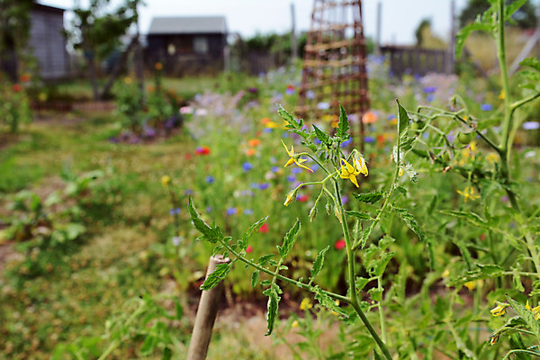 포토 JPG 해외이미지 식물 음식 잎 토마토 채소 과일 자연 사람없음 초록색 정원 성장 원예 포도나무 채소밭 해외202004 해외포토 컬러 밭 취미 과일나무 생태계 파일형식 이미지허브