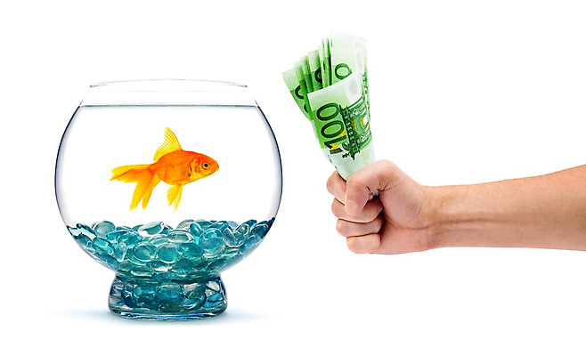 포토 JPG 해외이미지 동물 남자 유럽 지폐 돈 비즈니스 성공 어류 사람 사람없음 경제 반려동물 쇼핑 판매 저축 유로 잡기 우승 비즈니스맨 계산 재산 황금 구매 고객 심볼 주기 금붕어 투자 상업 결제 수족관 보물 뇌물 대출 빚 고립 수입 해외202004 해외포토 나라 컨셉 모션 금융 수중동물 최고 직장인 파일형식 이미지허브