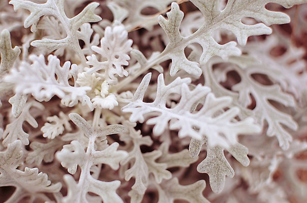 포토 JPG 해외이미지 나무 식물 디자인 계절 공원 꽃 백그라운드 잎 패턴 자연 풍경 사람없음 야외 장식 초록색 정원 회색 흰색 은색 관목 묘사 원예 질감 먼지 부드러움 상록수 내추럴 영원 해외202004 해외포토 공공시설 컬러 무늬 취미 감각 생태계 파일형식 이미지허브