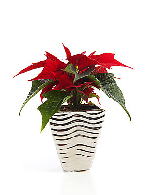 포토 JPG 해외이미지 식물 계절 크리스마스 휴가 사람없음 빨간색 초록색 냄비 12월 흰배경 포인세티아 고립 노엘 특별함 해외202004 해외포토 기념일 꽃 컬러 백그라운드 컨셉 흰색 날짜 솥 파일형식 이미지허브