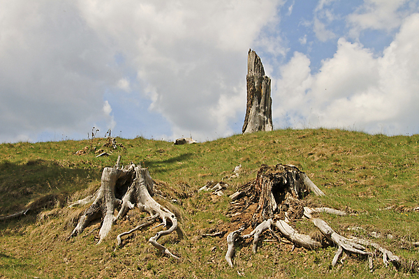 포토 JPG 해외이미지 나무 구름 자연 하늘 사람없음 야외 초록색 파란색 맑음 죽음 자르기 통나무 뿌리 옛날 해외202004 해외포토 자연요소 식물 컬러 모션 날씨 생태계 파일형식 이미지허브