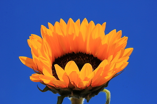 포토 JPG 해외이미지 식물 구름 꽃잎 꽃 백그라운드 잎 농업 자연 하늘 해바라기 사람없음 야외 초록색 여름 파란색 햇빛 태양 갈색 노란색 머리 봄 신선 싱글 해외202004 해외포토 자연요소 계절 산업 컬러 신체부위 생태계 파일형식 이미지허브