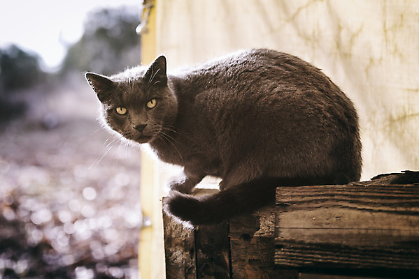 포토 JPG 해외이미지 동물 응시 시선 포유류 털 사람없음 야외 목재 고양이 힘 영혼 닫기 지원 충실 해외202004 해외포토 나무 재료 모션 반려동물 파일형식 이미지허브