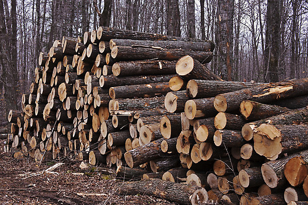 포토 JPG 해외이미지 나무 산업 도로 사람없음 목재 갈색 쌓기 신선 숲 장작 자르기 날것 통나무 잡동사니 내추럴 수목 해외202004 해외포토 식물 길 컬러 재료 교통시설 모션 파일형식 이미지허브