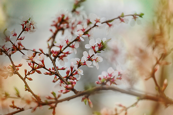포토 JPG 해외이미지 나무 식물 계절 꽃잎 꽃 줄기 분홍색 백그라운드 잎 오렌지 자연 하늘 새로움 사람없음 야외 초록색 파란색 머리 우주 봄 성장 벚꽃 흰색 나뭇가지 축하 신선 개화 체리 사과 슛 부드러움 꽃수술 처음 해외202004 해외포토 컬러 컨셉 과일 신체부위 감각 생태계 파일형식 이미지허브