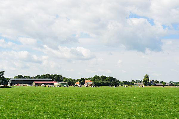 포토 JPG 해외이미지 동물 농업 흑백 사람없음 건물 농가 가축 소 작음 네덜란드 외양간 해외202004 해외포토 건축물 유럽 산업 포유류 촬영기법 농장 크기 파일형식 이미지허브