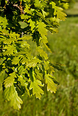 포토 JPG 해외이미지 식물 계절 공원 잎 자연 사람없음 야외 초록색 봄 나뭇가지 투명 해외202004 해외포토 나무 공공시설 컬러 생태계 파일형식 이미지허브