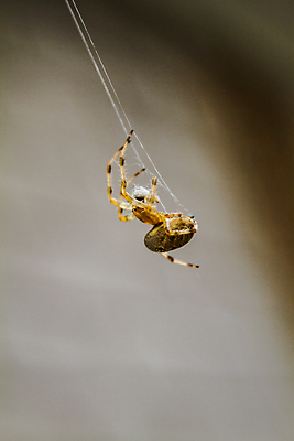 포토 JPG 해외이미지 곤충 자연 아침 사람없음 야외 웹 업무 그물 실 위험 거미줄 묘사 거미 내추럴 복잡 오싹 해외202004 해외포토 주간 동물 컨셉 인터넷 작업 생태계 파일형식 이미지허브