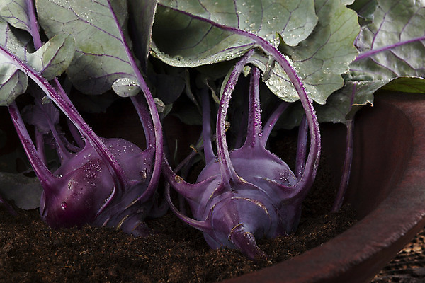 포토 JPG 해외이미지 식물 음식 잎 농업 다이어트 채소 자연 건강 사람없음 목재 가로 초록색 컬러풀 농장 갈색 정원 보라색 어둠 흙 수확 시골 신선 사발 유기농 원예 날것 뿌리 내추럴 숙성 콜라비 해외202004 해외포토 나무 웰빙 산업 컬러 재료 취미 사기그릇 생태계 파일형식 이미지허브
