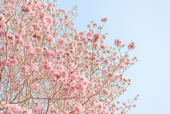 포토 JPG 해외이미지 나무 식물 계절 공원 꽃잎 꽃 분홍색 백그라운드 잎 꽃무늬 자연 하늘 아침 풍경 잔디 사람없음 장식 초록색 여름 컬러풀 햇빛 환경 정원 꿈 벚꽃 나뭇가지 시골 신선 개화 달콤 방법 줄서기 해외202004 해외포토 주간 공공시설 컬러 무늬 모션 태양 맛 생태계 파일형식 이미지허브