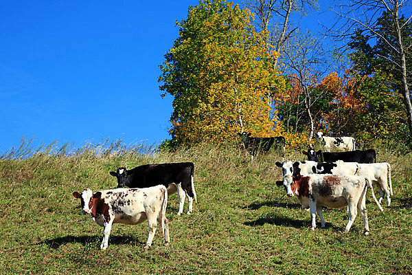 포토 JPG 해외이미지 나무 동물 음식 밭 농업 포유류 자연 하늘 풍경 사람없음 초록색 농장 갈색 맑음 검은색 가축 목장 가을 시골 소 군중 방목 내추럴 밭일 수유 찰과상 해외202004 해외포토 식물 계절 산업 컬러 날씨 사람 축산업 상처 생태계 파일형식 이미지허브