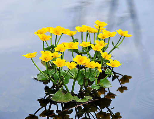 포토 JPG 해외이미지 식물 꽃 호수 꽃무늬 자연 사람없음 초록색 물 노란색 봄 젖음 촉촉함 벚꽃 개화 황금 습지 숲 4월 5월 홍수 꽃집 땅바닥 변소 영원 해외202004 해외포토 자연요소 계절 컬러 무늬 바닥 상점 날짜 자연재해 생태계 파일형식 이미지허브