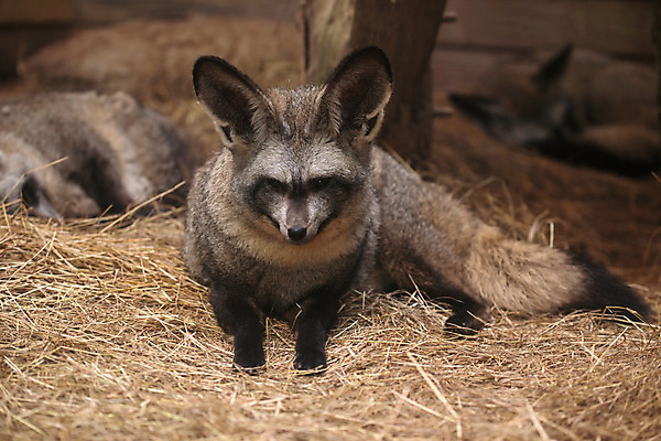 포토 JPG 해외이미지 동물 야생동물 포유류 아프리카 털 동물원 사람없음 갈색 사막 여우 육식동물 박쥐 해외202004 해외포토 나라 컬러 파일형식 이미지허브