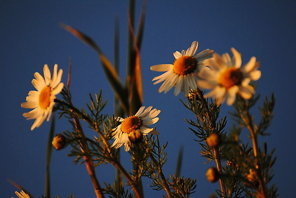 포토 JPG 해외이미지 꽃 노르웨이 사람없음 해외202004 해외포토 식물 유럽 파일형식 이미지허브