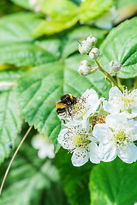 포토 JPG 해외이미지 식물 동물 꽃 야생동물 곤충 자연 사람없음 야외 여름 환경 벚꽃 수분 벌 꽃가루 꿀 내추럴 동물상 해외202004 해외포토 계절 조형물 가루 생태계 파일형식 이미지허브