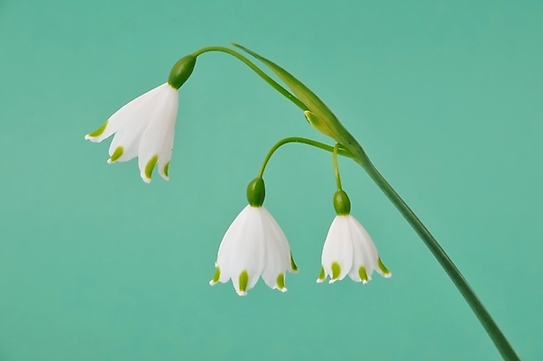 포토 JPG 해외이미지 스튜디오촬영 꽃잎 꽃 줄기 잎 사람없음 신선 해외202004 해외포토 식물 실내 파일형식 이미지허브