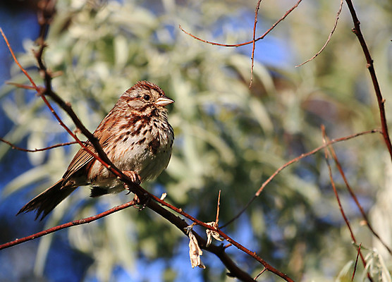 포토 JPG 해외이미지 나무 동물 야생동물 날개 노래 자연 조류 앉기 사람없음 야외 갈색 정원 봄 흰색 나뭇가지 작음 깃털 부리 참새 내추럴 해외202004 해외포토 식물 계절 음악 컬러 모션 크기 생태계 파일형식 이미지허브