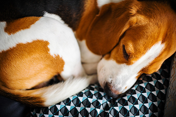 포토 JPG 해외이미지 동물 포유류 자동차 자연 휴식 생물 바닥 주택 털 건강 피곤 안전 사람없음 반려동물 소파 갈색 우정 고통 흰색 잠 개 강아지 질병 비글 송곳니 거짓말 고립 기르기 유래 해외202004 해외포토 감정 육상교통 컬러 컨셉 의자 의학 건물 친구 치아 생태계 돌봄 파일형식 이미지허브
