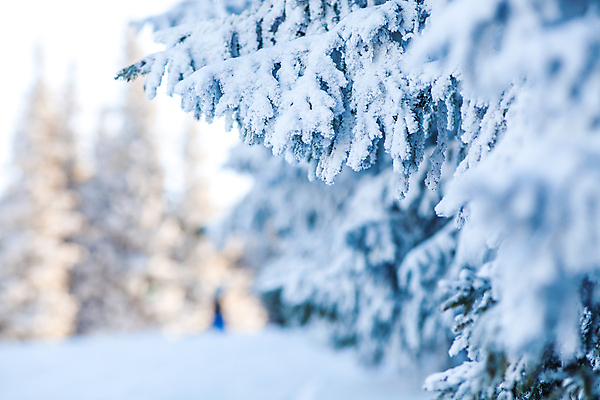 포토 JPG 해외이미지 모양 나무 계절 행복 여행 백그라운드 크리스마스 겨울 자연 하늘 날씨 휴가 새로움 산 기념 프레임 요정 미술 풍경 사람없음 야외 목재 파란색 빛 태양 얼음 축제 회색 추위 흰색 축하 소나무 신용카드 눈송이 숲 12월 연도 서리 전나무 1월 폭설 눈내림 해외202004 해외포토 자연요소 식물 기념일 감정 컬러 컨셉 재료 문화예술 눈_날씨 금융 날짜 자연재해 생태계 파일형식 이미지허브