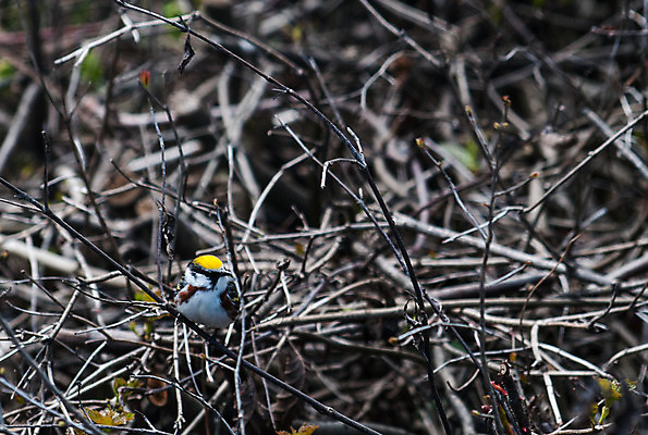 포토 JPG 해외이미지 나무 남자 야생동물 백그라운드 날개 자연 조류 사람없음 야외 노란색 검은색 봄 흰색 깃털 부리 해외202004 해외포토 식물 동물 계절 컬러 사람 생태계 파일형식 이미지허브