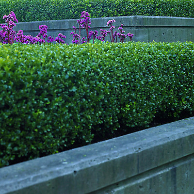포토 JPG 해외이미지 식물 공원 꽃 선 벽 분홍색 잎 자연 사람없음 야외 초록색 울타리 환경 정원 나뭇가지 신선 조직 가장자리 그늘 자주색 가득함 시작 유기농 원예 시멘트 상록수 내추럴 평행 깊이 정리함 콘크리트 터번 그리너리 디테일 해외202004 해외포토 나무 웰빙 공공시설 컬러 취미 담장 둘레 생태계 머리장식 파일형식 트랜드컬러 이미지허브