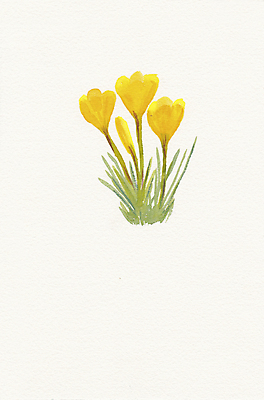 JPG 해외이미지 식물 꽃 커피 일러스트 붓터치 수채화 사람없음 거친 그림 번짐 해외202004 해외일러스트 음료 파일형식 효과 이미지허브