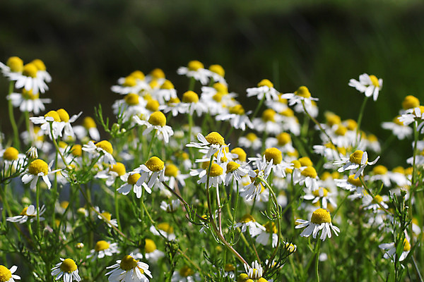 포토 JPG 해외이미지 식물 계절 꽃잎 꽃 꽃무늬 밭 자연 사람없음 야외 초록색 노란색 봄 벚꽃 흰색 허브 데이지 캐모마일 해외202004 해외포토 컬러 무늬 농업 생태계 파일형식 이미지허브