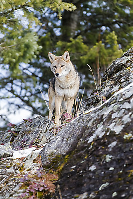 포토 JPG 해외이미지 나무 동물 야생동물 음식 캐나다 겨울 포유류 가족 자연 생물 털 사람없음 초록색 걷기 미국 회색 코트 개 먹이 모피 꼬리 사냥 육식동물 팩 사냥꾼 늑대 송곳니 내추럴 해외202004 해외포토 식물 직업 계절 컬러 북아메리카 관계 모션 화장품 외투 치아 생태계 파일형식 이미지허브
