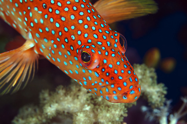 포토 JPG 해외이미지 동물 야생동물 바다 백그라운드 학교 자연 바닥 이집트 어류 사람없음 빨간색 초록색 물 파란색 빛 컬러풀 태양 환경 수중 광선 산호 아래 생태계 소금 부드러움 암초 대서양 내추럴 소금물 이국적 해외202004 해외포토 자연요소 교육 컬러 아프리카 수중동물 감각 자포동물 방향 위치 파일형식 이미지허브