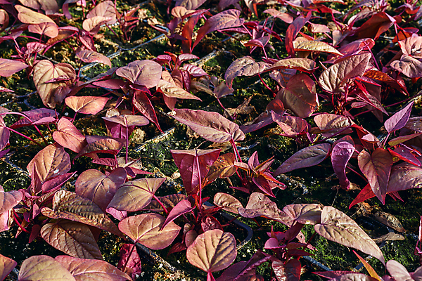 포토 JPG 해외이미지 식물 꽃 잎 패턴 농업 채소 자연 사람없음 초록색 여름 농장 환경 정원 흙 봄 성장 보호 냄비 유기농 원예 먼지 땅바닥 모종 온실 세련 해외202004 해외포토 웰빙 계절 산업 컬러 컨셉 무늬 바닥 취미 솥 생태계 파일형식 이미지허브