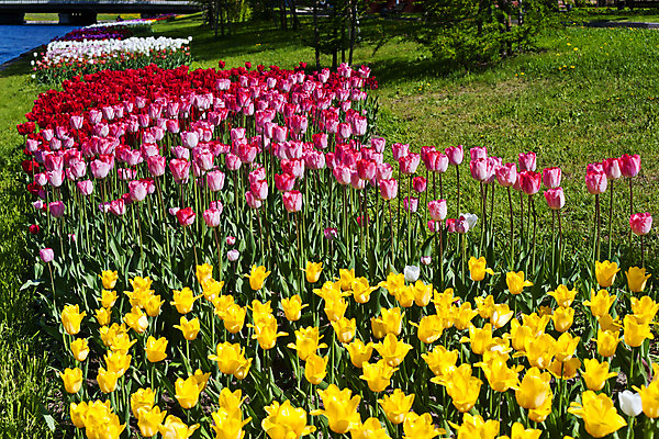 포토 JPG 해외이미지 식물 공원 꽃잎 꽃 분홍색 자연 사람없음 야외 빨간색 초록색 물 여름 강 컬러풀 노란색 정원 맑음 보라색 봄 튤립 흰색 개화 원예 타운 해외202004 해외포토 자연요소 계절 공공시설 컬러 날씨 취미 도시 생태계 파일형식 이미지허브