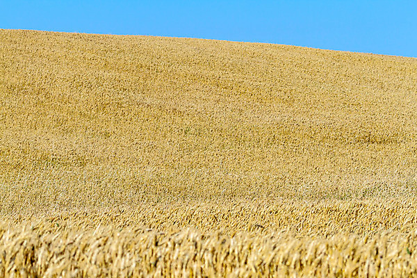 포토 JPG 해외이미지 식물 빵 밭 농업 자연 하늘 옥수수 씨앗 풍경 사람없음 야외 여름 햇빛 태양 농장 노란색 수확 성장 시골 황금 낟알 시리얼 밀 해외202004 해외포토 자연요소 계절 산업 음식 컬러 곡류 생태계 파일형식 이미지허브