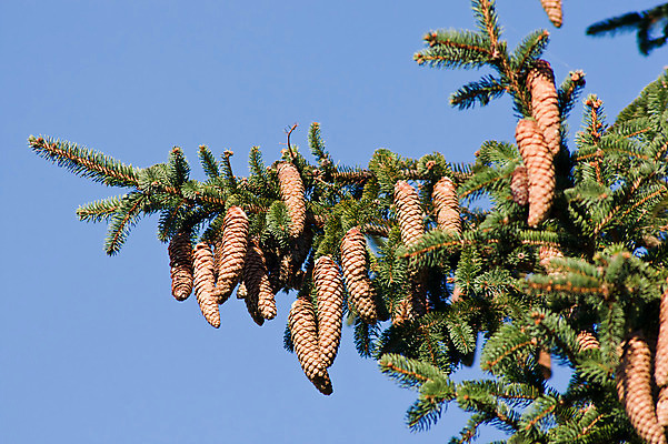 포토 JPG 해외이미지 나무 식물 전통 계절 잎 크리스마스 겨울 자연 사람없음 장식 초록색 나뭇가지 축하 소나무 숲 12월 연도 솔방울 상록수 침엽수 전나무 원뿔 가문비나무 해외202004 해외포토 도형 기념일 컬러 컨셉 날짜 생태계 파일형식 이미지허브