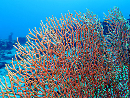 포토 JPG 해외이미지 동물 야생동물 스포츠 바다 백그라운드 아프리카 자연 휴가 이집트 어류 풍경 사람없음 물 여름 파란색 컬러풀 햇빛 바닷속 수중 거품 달력 스노클링 잠수부 생태계 다이빙 수족관 홍해 깊이 소금물 해외202004 해외포토 자연요소 계절 나라 컬러 태양 수영 수중동물 수상스포츠 전문직 수중스포츠 파일형식 이미지허브