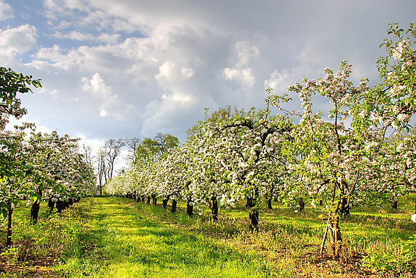 포토 JPG 해외이미지 나무 식물 구름 계절 꽃잎 행복 꽃무늬 자연 친절 따뜻함 사람없음 야외 초록색 빛 햇빛 정원 봄 나뭇가지 신선 개화 황금 달콤 사과 저녁 과수원 5월 원예 꽃가루 폭풍 폭풍우 세련 해외202004 해외포토 자연요소 꽃 감정 컬러 무늬 농업 과일 날씨 취미 태양 비_날씨 날짜 맛 야간 가루 자연재해 생태계 파일형식 이미지허브