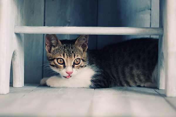 포토 JPG 해외이미지 동물 1 백그라운드 벤치 털 사람없음 목재 반려동물 머리 고양이 수확 흰색 작음 모피 복고 솜털 거짓말 해외202004 해외포토 나무 컬러 농업 의자 재료 포유류 신체부위 크기 파일형식 이미지허브