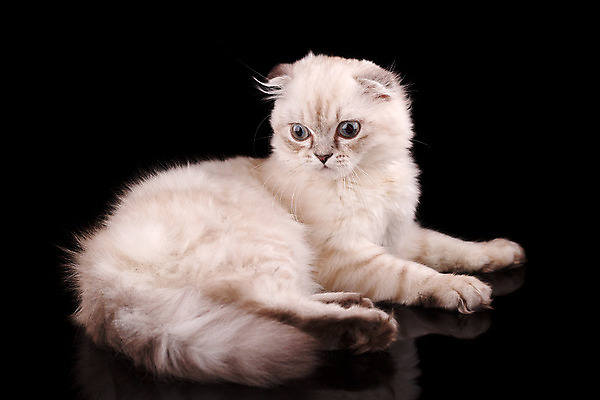 포토 JPG 해외이미지 동물 1 영어 응시 문화 얼굴 백그라운드 장난 포유류 가족 자연 영국 털 앉기 성인 사람없음 파란색 반려동물 갈색 고양이 줄무늬 회색 흰색 아기 고급 은색 작음 큼 자르기 슛 부드러움 얼룩무늬 솜털 고립 접기 스코틀랜드 해외202004 해외포토 문자 시선 유럽 컬러 컨셉 무늬 관계 모션 사람 신체부위 감각 크기 생태계 파일형식 이미지허브