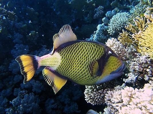포토 JPG 해외이미지 식물 동물 야생동물 자연 표면 어류 사람없음 물 반사 수중 투명 스노클링 산호 잠수부 다이빙 암초 거인 동물상 해외202004 해외포토 자연요소 조형물 수영 수중동물 수상스포츠 자포동물 전문직 생태계 수중스포츠 파일형식 이미지허브