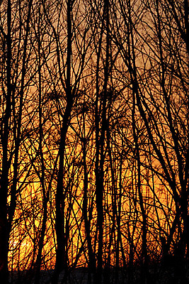 포토 JPG 해외이미지 나무 식물 공원 실루엣 여행 백그라운드 오렌지 자연 하늘 불 사람없음 야외 그래픽 장식 세로 빛 컬러풀 태양 노란색 환경 정원 맑음 검은색 일몰 봄 광선 나뭇가지 황금 야간 숲 에코 내추럴 많음 해외202004 해외포토 자연요소 계절 공공시설 컬러 컨셉 과일 날씨 촬영기법 노을 생태계 파일형식 이미지허브