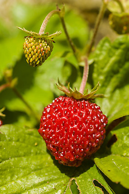 포토 JPG 해외이미지 식물 열매 잎 과일 딸기 건강 사람없음 빨간색 초록색 해외202004 해외포토 컬러 파일형식 이미지허브