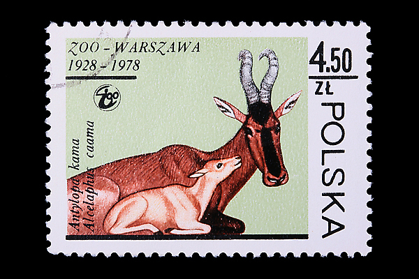 포토 JPG 해외이미지 동물 새끼 포유류 자연 동물원 사람없음 연구원 수집 과학자 출발 영양 우표 폴란드 돌봄 동물상 해외202004 해외포토 직업 유럽 과학 컨셉 모션 조형물 생태계 학자 파일형식 이미지허브