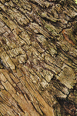 포토 JPG 해외이미지 나무 선 백그라운드 자연 표면 날씨 추상 건조 사람없음 목재 갈색 죽음 거친 균열 닫기 숲 낟알 묘사 질감 나무껍질 내추럴 수목 옛날 해외202004 해외포토 식물 컬러 무늬 재료 모션 껍질 생태계 파일형식 이미지허브