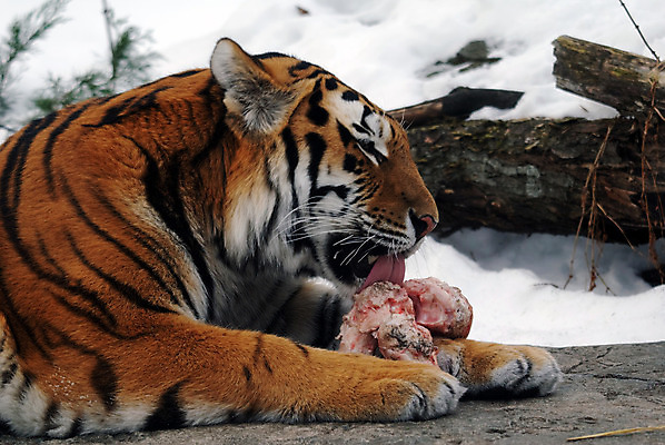 포토 JPG 해외이미지 동물 야생동물 포유류 털 사람없음 고양이 줄무늬 호랑이 육식동물 시베리아 해외202004 해외포토 무늬 반려동물 파일형식 이미지허브