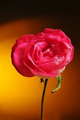 포토 JPG 해외이미지 식물 1 꽃잎 꽃 분홍색 2 모션 자연 검은배경 새로움 건조 실내 사람없음 빨간색 정원 검은색 펼침 성장 벚꽃 흰색 죽음 개화 닫기 순환 고립 꽃수술 이국적 해외202004 해외포토 컬러 백그라운드 컨셉 내부 생태계 파일형식 이미지허브