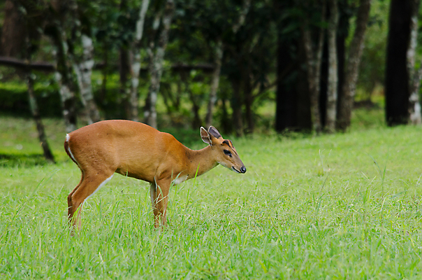 포토 JPG 해외이미지 동물 공원 남자 야생동물 포유류 자연 사슴 뿔 서기 사람없음 빨간색 갈색 점 황무지 숲 인도인 사파리 멸종 전국 해외202004 해외포토 외국인 공공시설 컬러 모션 사람 동양인 생태계 파일형식 이미지허브