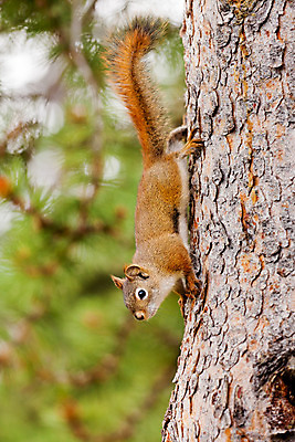 포토 JPG 해외이미지 나무 동물 공원 야생동물 캐나다 포유류 자연 생물 털 사람없음 야외 옆모습 빨간색 초록색 갈색 미국 관찰 소나무 설치류 숲 작음 모피 손목시계 호기심 꼬리 다람쥐 오르기 나무껍질 경보 뒤뜰 해외202004 해외포토 식물 공공시설 감정 뷰포인트 시계 컬러 컨셉 북아메리카 장신구 모션 껍질 크기 생태계 파일형식 이미지허브