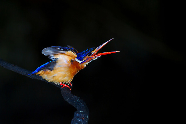포토 JPG 해외이미지 동물 여자 아시아 야생동물 날개 태국 자연 조류 앉기 동양인 사람없음 파란색 컬러풀 나뭇가지 관찰 황무지 숲 열대우림 손목시계 깃털 동쪽 남쪽 내추럴 물총새 혼자 해외202004 해외포토 나무 나라 시계 컬러 장신구 모션 사람 인종 방향 생태계 파일형식 이미지허브